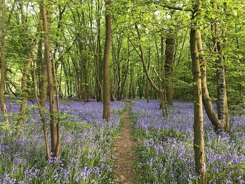 Franks Wood, Cranham