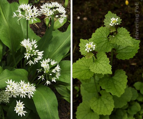 Ramsons and Garlic Mustard