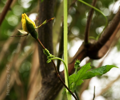 White Bryony "connected" to a climbing rose
