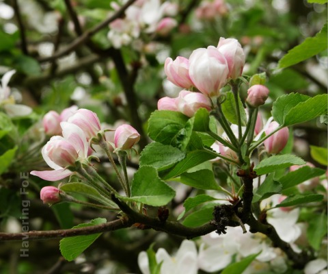 Apple blossom in spring