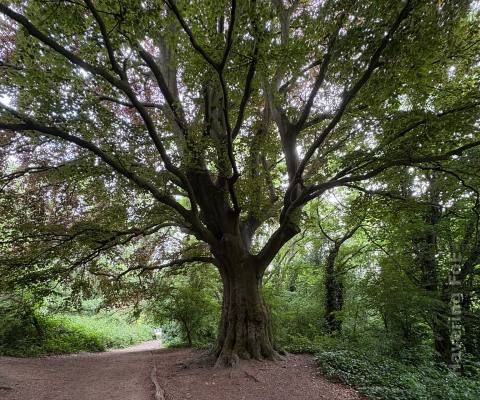 A mature, established tree