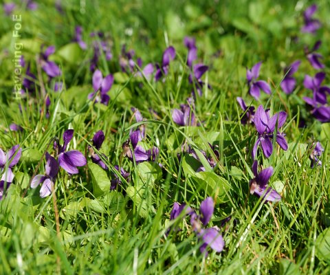 Violets growing in a real grass lawn