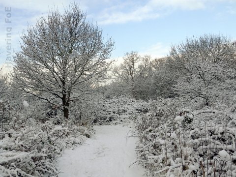 Snow-covered woodland with blue sky