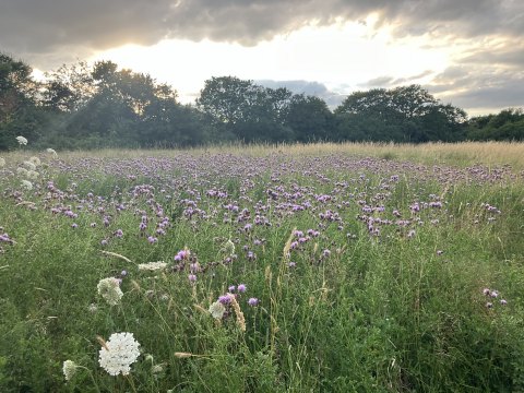 Unspoilt land near Cranham Brickfields