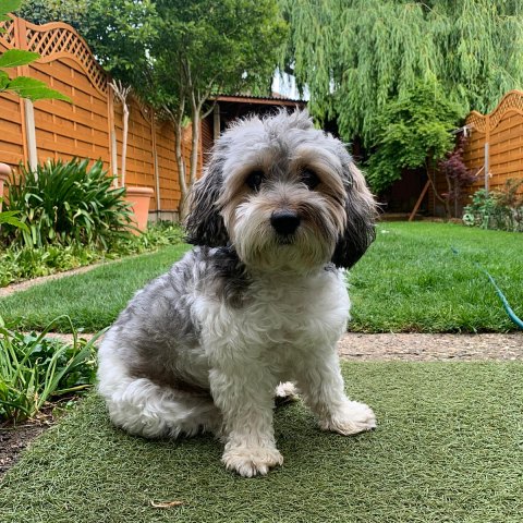 A cockapoo dog sitting in a garden