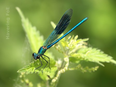 [Banded Agrion on a leaf]