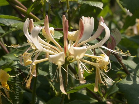 [Honeysuckle flower]