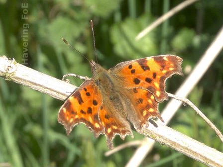 [Tortoiseshell butterfly]